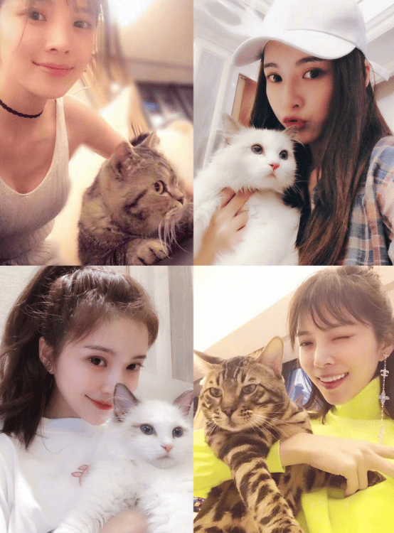 杜淳妻子为网红小猫发声:请还悟空一个公道